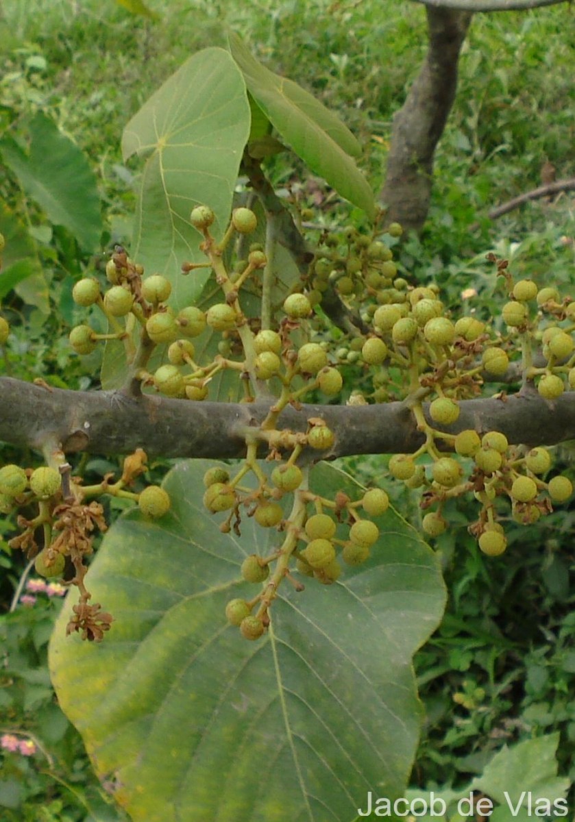 Macaranga peltata (Roxb.) Müll.Arg.